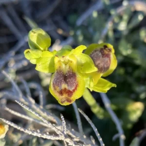 Ophrys lutea subsp. galilea