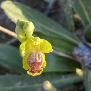 Ophrys lutea subsp. galilea