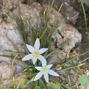 Ornithogalum divergens