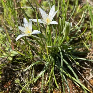 Ornithogalum divergens