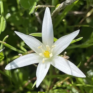 Ornithogalum divergens Broadened, flattened white filaments that taper toward the yellow anthers