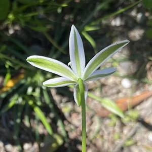 Ornithogalum divergens Prominent, broad green longitudinal stripes on its exterior