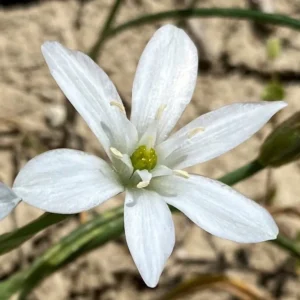 Ornithogalum divergens Ribbed ovary (6 ribs)