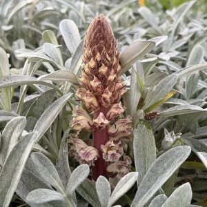 Orobanche crenata