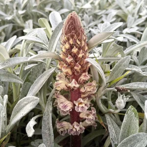 Orobanche crenata
