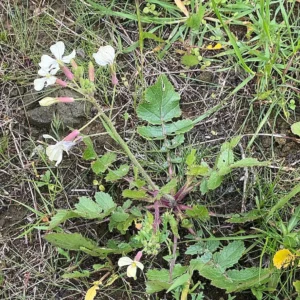 Raphanus raphanistrum basal leaves