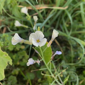 Raphanus raphanistrum inflorescence