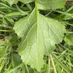 Raphanus raphanistrum basal leaf reversed