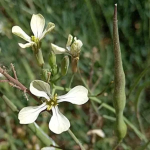 Raphanus raphanistrum