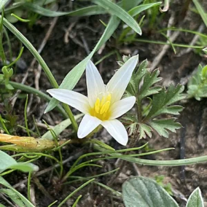 Romulea tempskyana white