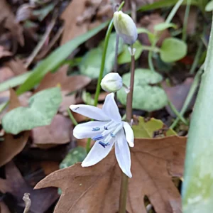 Scilla morrisii - Endangered