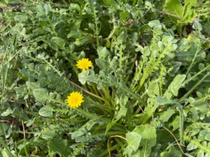 Taraxacum aphrogenes Leaves