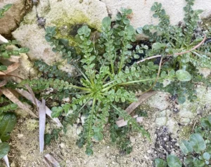 Taraxacum aphrogenes Plant