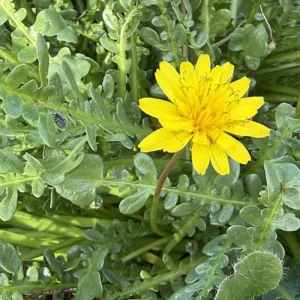 Taraxacum aphrogenes - Cyprus endemic plant