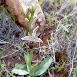 Ophrys argolica subsp. elegans