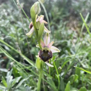 Ophrys argolica subsp. elegans