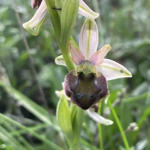 Ophrys argolica subsp. elegans