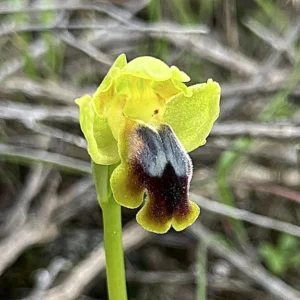 Ophrys fusca. subsp. fusca