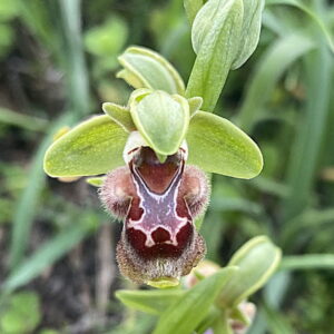 Ophrys umbilicata subsp. flavomarginata