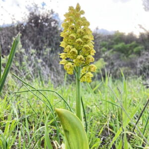 Orchis punctulata