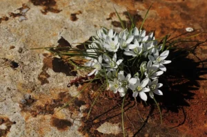 Ornithogalum trichophyllum