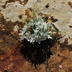 Ornithogalum trichophyllum