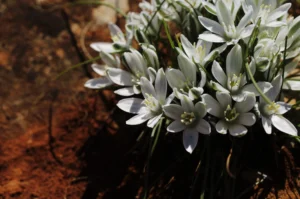 Ornithogalum trichophyllum