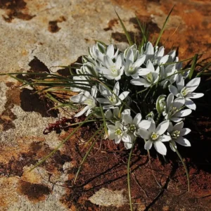 Ornithogalum trichophyllum