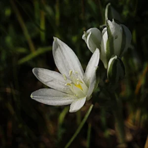 Ornithogalum trichophyllum