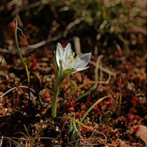 Ornithogalum trichophyllum