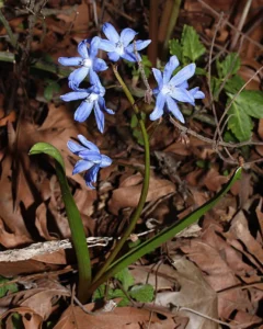 Scilla lochiae
