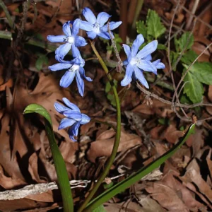 Scilla lochiae
