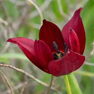 Tulipa cypria