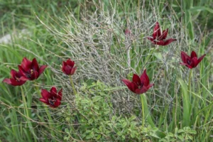 Tulipa cypria Colony