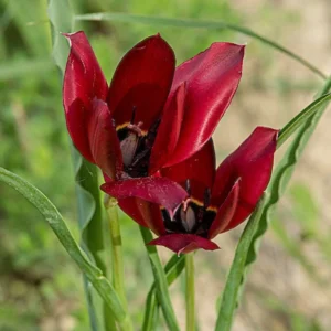 Tulipa cypria