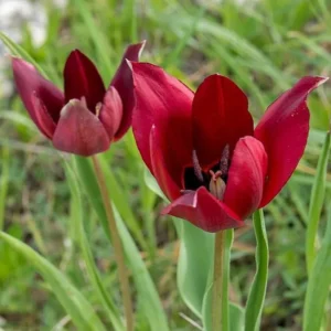 Tulipa cypria