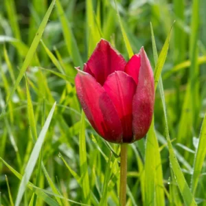 Tulipa cypria