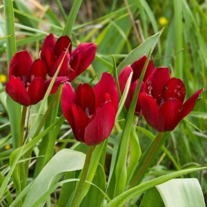 Tulipa cypria