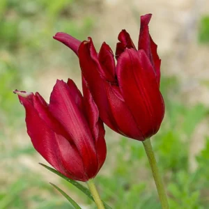 Tulipa cypria
