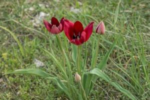 Tulipa cypria Plants