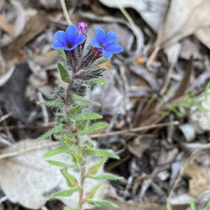 Alkanna tinctoria inflorescence