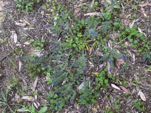 Alkanna tinctoria Plant