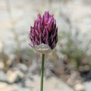 Allium junceum