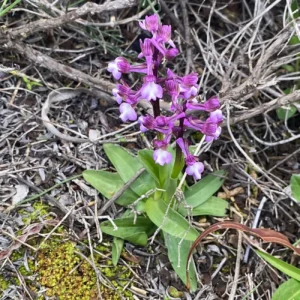 Anacamptis morio subspecies syriaca
