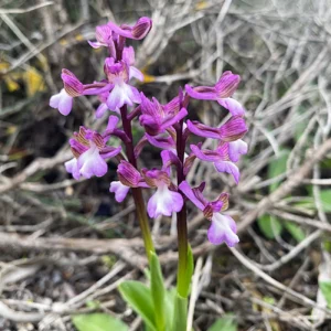 Anacamptis morio subspecies syriaca