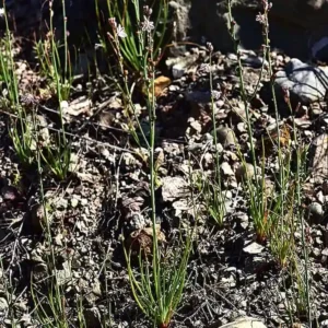 Asphodelus tenuifolius