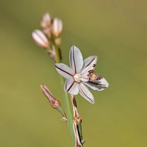 Asphodelus tenuifolius with flower tepals 3-5 mm long only