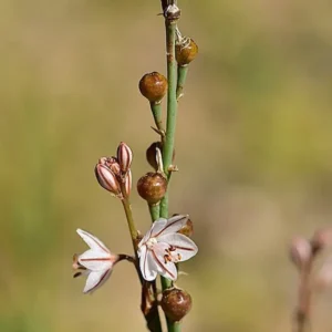 Asphodelus tenuifolius with fruiting capsules 3-4 mm