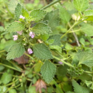 Ballota nigra subsp. meridionalis