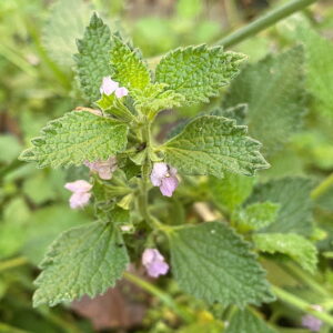 Ballota nigra subsp. meridionalis
